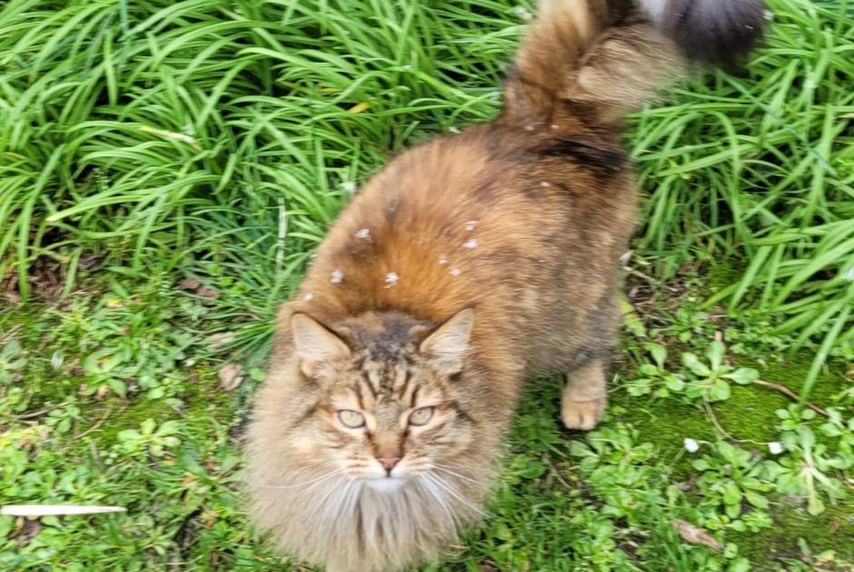 Alerte Disparition Chat Femelle , 13 ans Lanildut France Alerte Disparition Chat Femelle , 13 ans Lanildut France