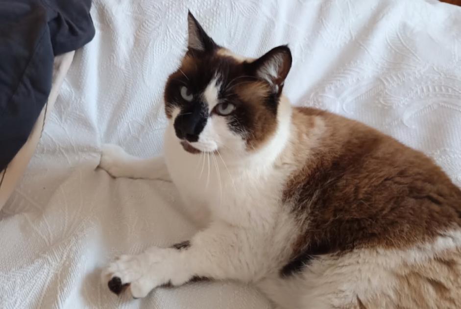 Alerte Disparition Chat Mâle , 8 ans Quimper France Alerte Disparition Chat Mâle , 8 ans Quimper France