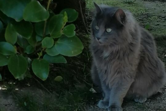 Alerte Disparition Chat croisement  Femelle , 1 ans Brest France