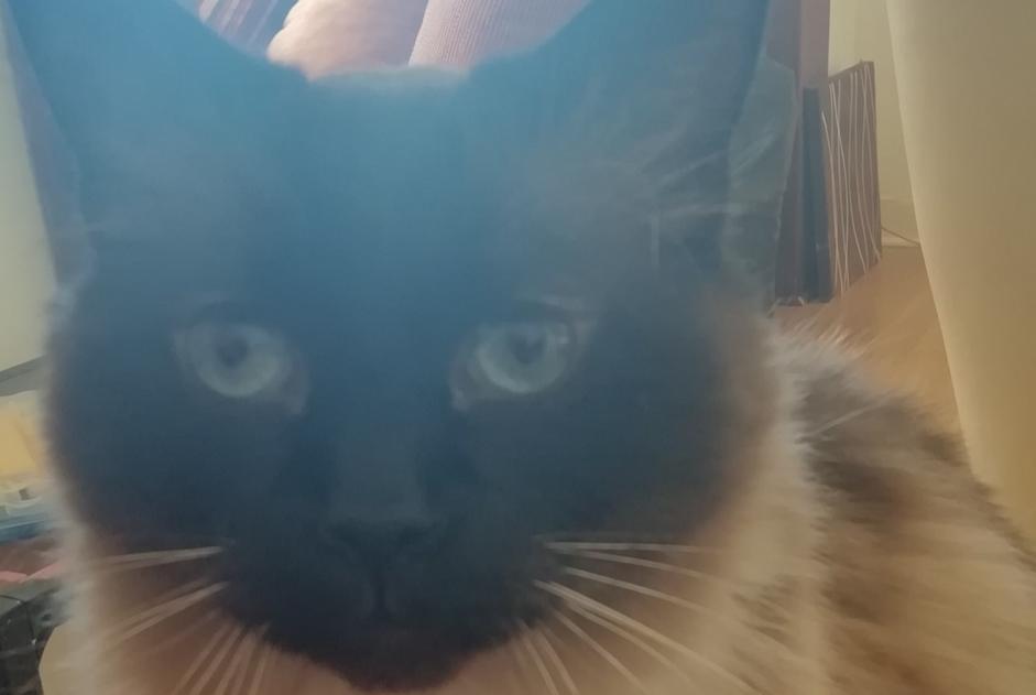 Alerte Disparition Chat croisement  Mâle , 10 ans Quimper France