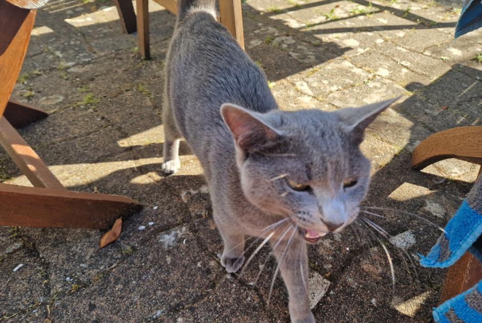 Ontdekkingsalarm Kat Mannetje , 1 jaar Plobannalec-Lesconil Frankrijk
